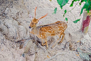 Deer in the summer in the forest