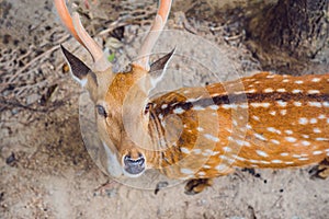 Deer in the summer in the forest