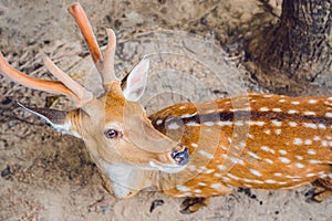 Deer in the summer in the forest