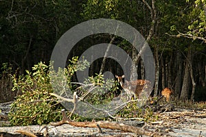 Deer of Sundarban