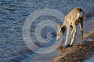 Deer Taking a Drink at the Waterâ€™s Edge