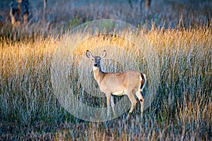 Deer in the tall marsh grass at Skidaway Island State Park, GA