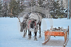 Deer team Khanty sledges in winter