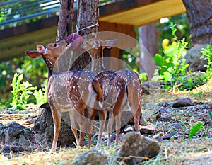 Deer in Thailand zoo, wildlife protection, animal and nature.