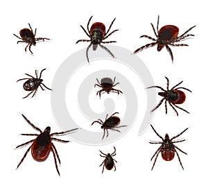 Deer Tick, black-legged