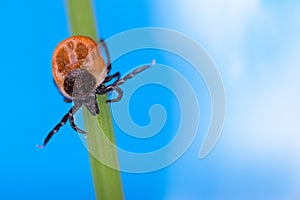 Deer tick crawling on green grass halm on blue sky background. Ixodes ricinus