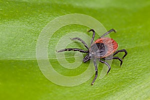 Deer tick detail. Ixodes ricinus. Arachnid on green background