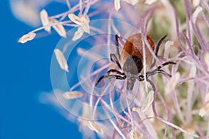 Deer tick female on flowering grass head, blue sky background. Ixodes ricinus