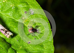 Deer tick on a green leaf background. Ixodes ricinus. Close-up of dangerous infectious mite on natural texture with