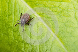 Deer tick on a green leaf background. Ixodes ricinus photo