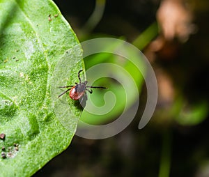 Deer tick on a green leaf background. Ixodes ricinus. Close-up of dangerous infectious mite on natural texture with diagonal line