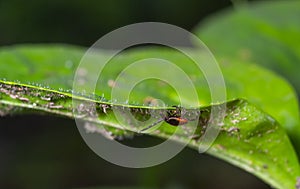 Deer tick on a green leaf background. Ixodes ricinus. Close-up of dangerous infectious mite on natural texture with diagonal line