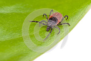 Deer tick on green leaf isolated on white background. Ixodes ricinus or scapularis