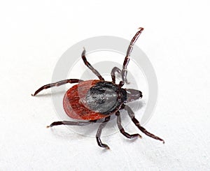 Deer tick Ixodes scapularis