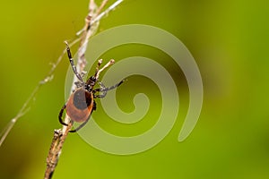 Deer Tick Questing - Ixodes scapularis