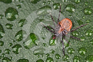 Deer tick underside on wet leaf detail. Ixodes ricinus