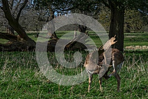 Deer tickle nose in park