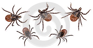 Deer ticks collection closeup isolated on white background. Ixodes ricinus