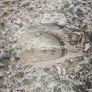 Deer Track on the Neches