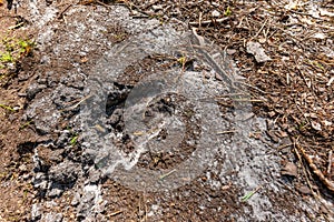 Deer tracks on the forest road. Traces of forest game