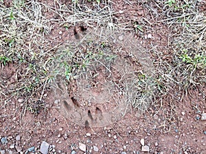 Deer tracks prints in mud