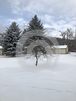 deer tracks in the snow