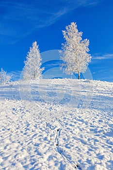 Deer tracks in the snow on a hill