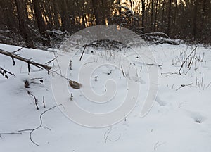 Deer tracks in the snow