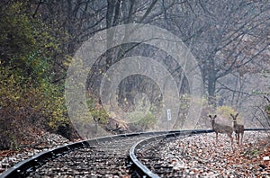 Deer on Train Tracks
