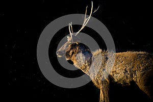 A Beautiful Portrait of the Deer against a dark background