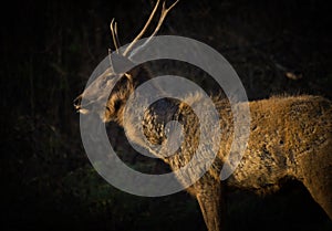 A Beautiful Portrait of the Deer against a dark background