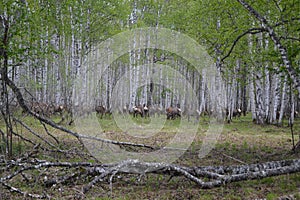 Deer, Ural Mountains, hunting farm of Unkurd