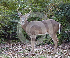 Deer In Suburban areas