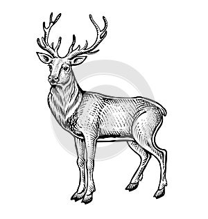 Deer vector sketch, black and white vintage illustration of animal.