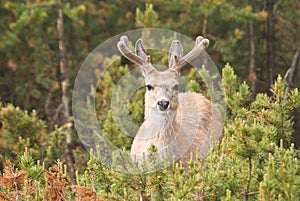 Deer with Velvet Antlers