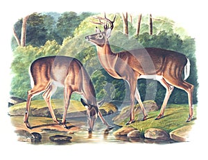 Deer or Virginian Deer illustration photo