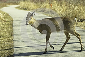 Deer Walking Across The Trail