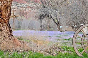 Deer walking in beautiful purple meadow