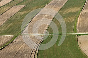 Deer walking in a field in the countryside. Suloszowa village in Krakow County, Lesser Poland . Beautiful village with houses and