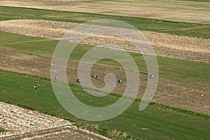 Deer walking in a field in the countryside. Suloszowa village in Krakow County, Lesser Poland . Beautiful village with houses and