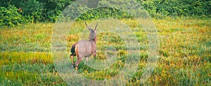 deer is walking through a field of grass