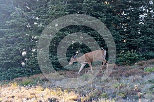 deer walking through grass and flowers in mountain meadow