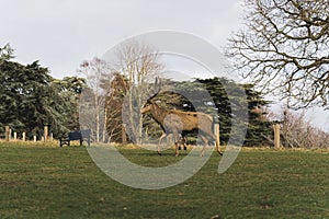 deer walking on the grass in Wollaton Hall and deer park, UK