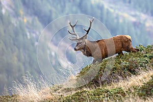 A deer walking on a mountain top photo