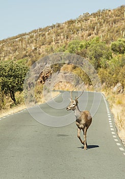Deer walks across highway on a blind curve.