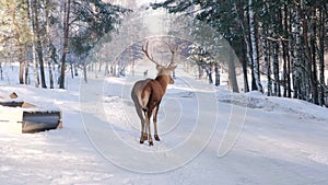 A deer walks along the highway during the day in winter.