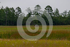 A deer walks through a swamp in summer