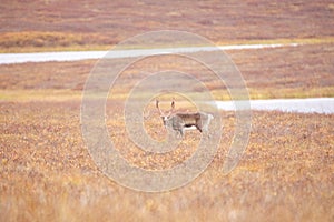 Deer wandering in the Gates of the Arctic National Park