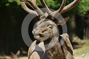 Deer Wapiti Siberian portrait
