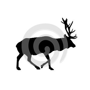 Deer wapiti vector black silhouette isolated